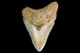 Fossil Megalodon Tooth - North Carolina #147533-1